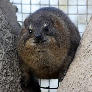 Rock Hyrax at Chester 13/11/11
