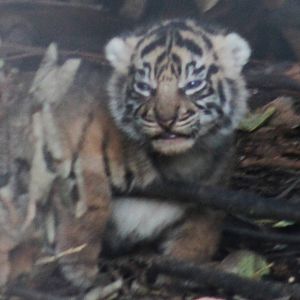 Tiger Cub