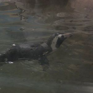African Penguin at CMZ
