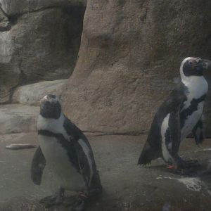 African Penguins