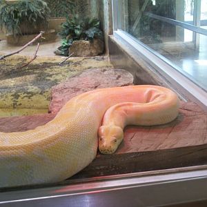 Burmese Python