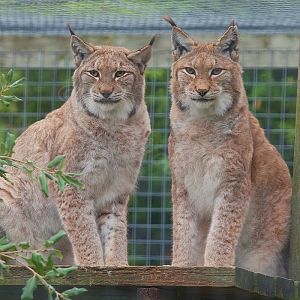 Eurasian lynx