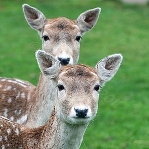 Fallow Deer