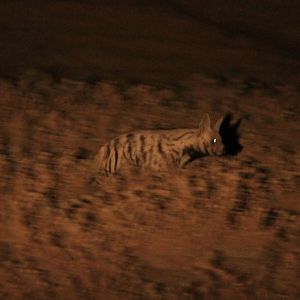 Striped hyena (iran-ilam)-2011