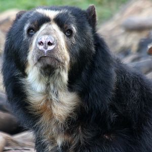 Spectacled Bear at Chester 13/11/11