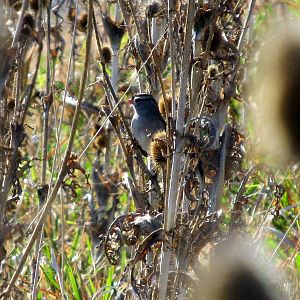 White-crowned Sparrow