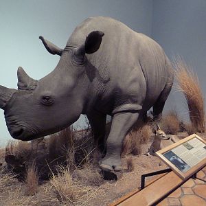 White Rhino + Common Duiker