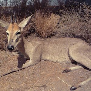 Common Duiker