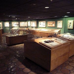 Insects of the World