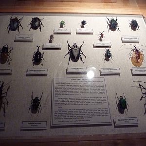 Beetles