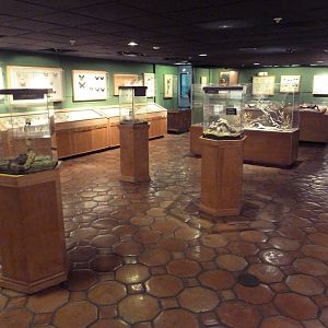 Insects of the World