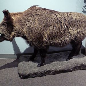 Wild Boar