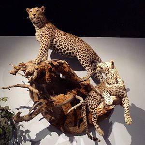 African Leopards