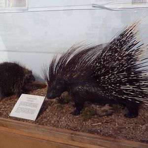 Introductory Hall - African Crested Porcupines