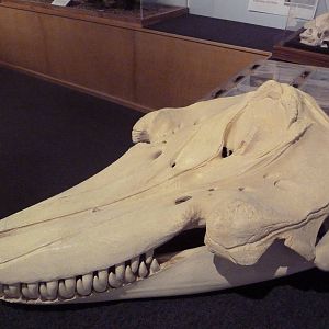 Introductory Hall - Orca Skull