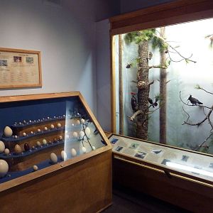 Birds Hall - Egg Display