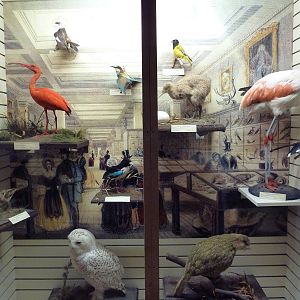 Birds Hall - Victorian Style Curiosity Cabinet