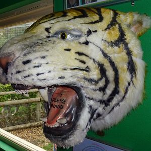 Tiger Conservation Donation Box
