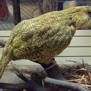 Birds Hall - Kakapo