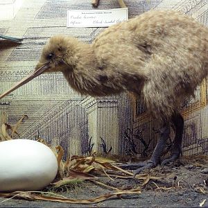 Birds Hall - Brown Kiwi