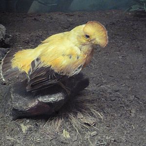 Birds Hall - Guianan Cock-of-the-Rock