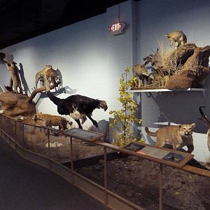 Predator + Prey Hall