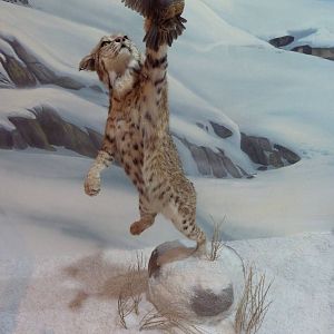 Bobcat + California Quail