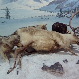 Gray Wolves + Caribou