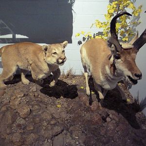 Puma + Pronghorn Antelope