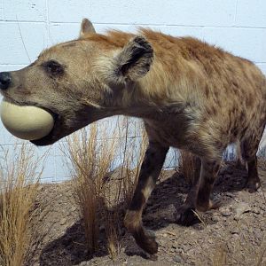 Hyena + Ostrich Egg