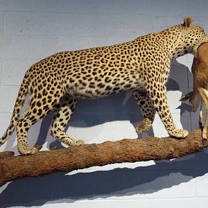 African Leopard