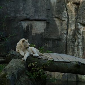 White lion