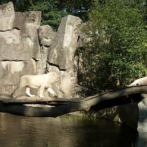 White lions