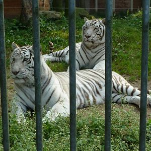 White tigers