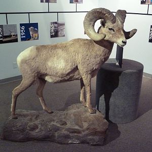 Wildlife For All Hall - Desert Bighorn Sheep