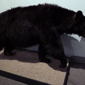 Wildlife For All Hall - American Black Bear