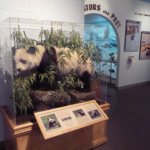 Wildlife For All Hall - Giant Panda