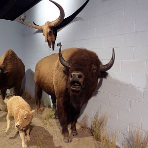 Wildlife For All Hall - Bison