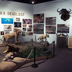 Africa's Deadliest Hall