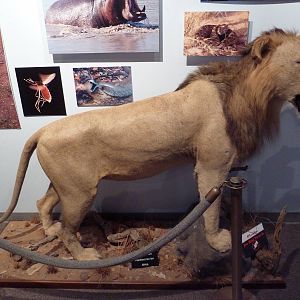 Africa's Deadliest Hall - Lion