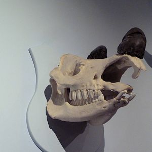 Sumatran Rhino Skull