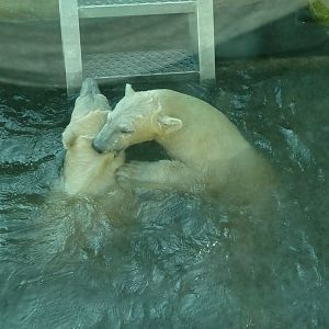Polar bear twins playing