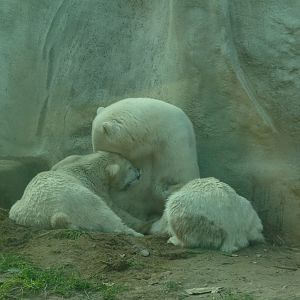 Polar bear twins feeding