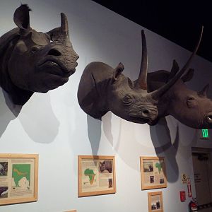 Rhino Trio (Indian, Black + White)