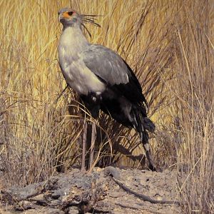 Secretary Bird