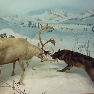 Gray Wolf + Caribou