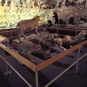 McElroy Hall - Big Cats