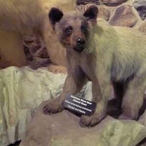 McElroy Hall - American Black Bear