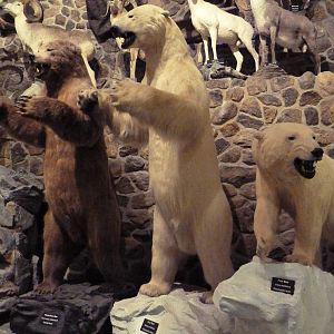 McElroy Hall -Bears