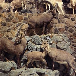 McElroy Hall - Alpine Ibex